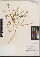 Foto von Salix eriocephala var. watsonii (Bebb) Dorn